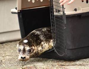 Ready for the open water. Nancy Treder/Kitsap News Group Photos