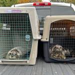 Two Harbor Seal pups, recently rehabilitated for malnutrition and abandonment at SR3, wait to be released into the open waters near Fort Ward boat launch Nov. 2.