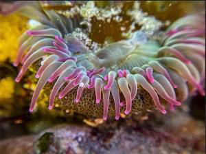 Melissa Bixbys artwork.