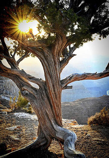 Dinah Satterwhites creation.