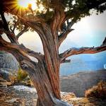 Dinah Satterwhites creation.