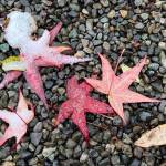 Transition to winter.