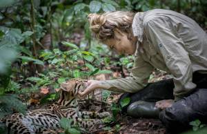Samantha Zwicker shares a moment with Keanu, the orphaned ocelot she and Harry Turner raised and released in the Peruvian jungle in 2019. Courtesy photo