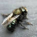 Green mason bees are often mistaken for house flies.