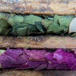 Female leafcutter bees construct nests buy cutting leaves or flower petals with their mouths and gently chewing on them to shape them into little "sleeping bags" for their eggs.