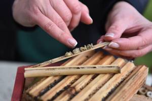A multitude of predators took up residence in a bamboo stick. Nancy Treder/Kitsap News Group Photos