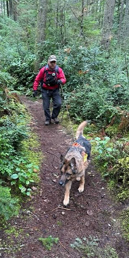 Terry Lerma of Port Orchard and his German shepherd Harley train on a trail in Banner Forest.