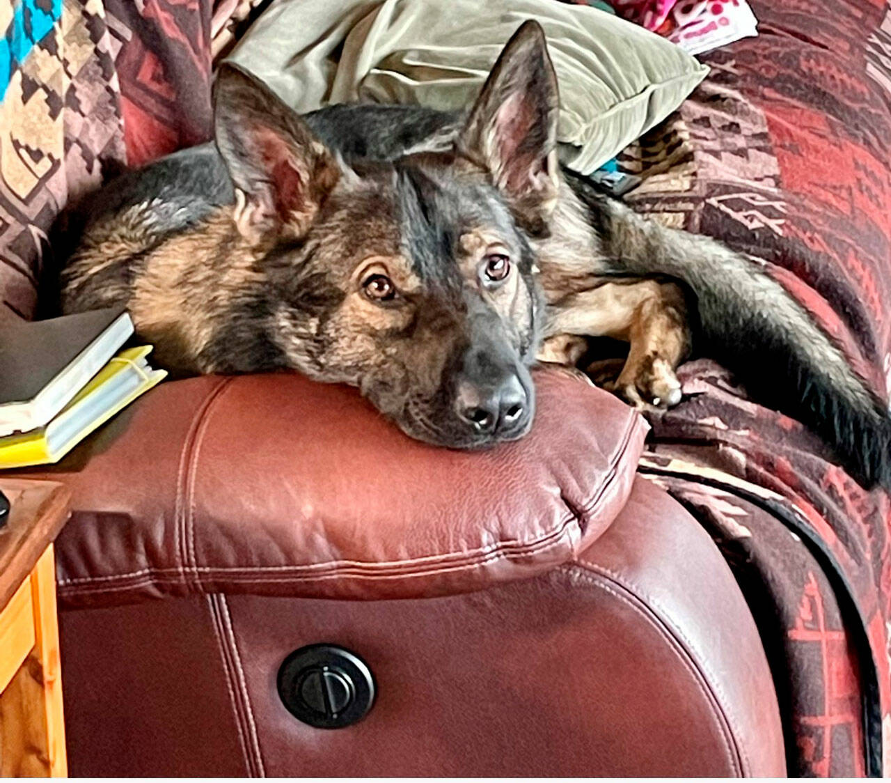 Odin relaxes on the couch.