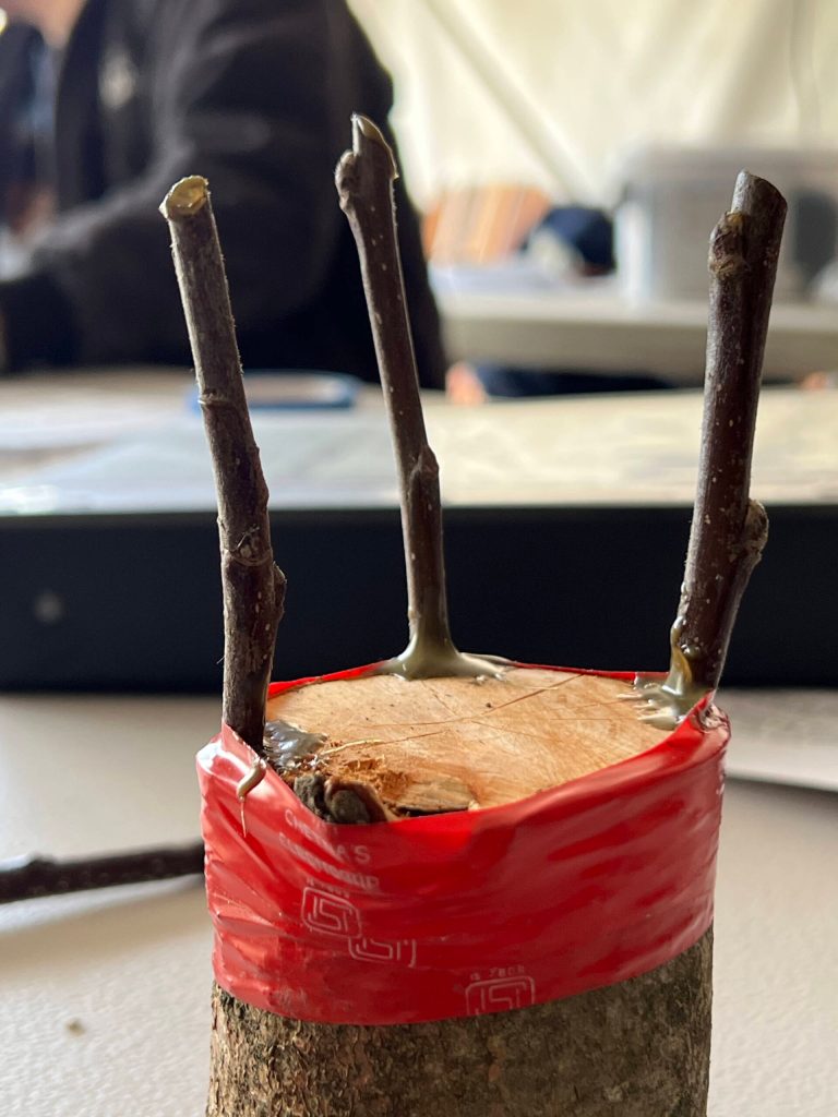 This piece of wood demonstrates how to graft scion wood onto a trunk of cut limb.