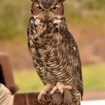Orion, a great horned owl, works as an education ambassador for the West Sound Wildlife Shelter and drew a crowd of visitors on Earth Day at Battle Point Park. Nancy Treder/Kitsap News Group Photos