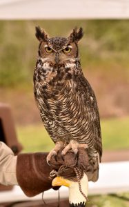 Orion, a great horned owl, works as an education ambassador for the West Sound Wildlife Shelter and drew a crowd of visitors on Earth Day at Battle Point Park. Nancy Treder/Kitsap News Group Photos