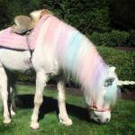 Norm Johnson is now involved in a business that includes children playing with animals. Dreamland Ponies courtesy photo