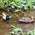 Two ducks swim in the waters of Murden Cove watershed.  Nancy Treder/Kitsap News Group