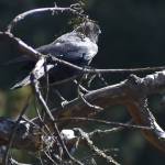 Even birds were seen sunning themselves.