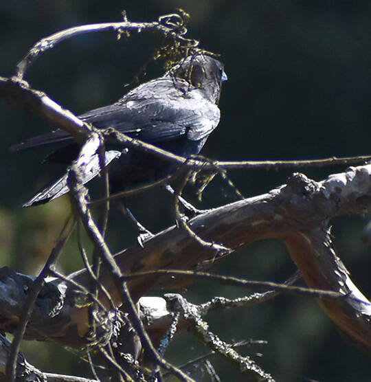 Even birds were seen sunning themselves.