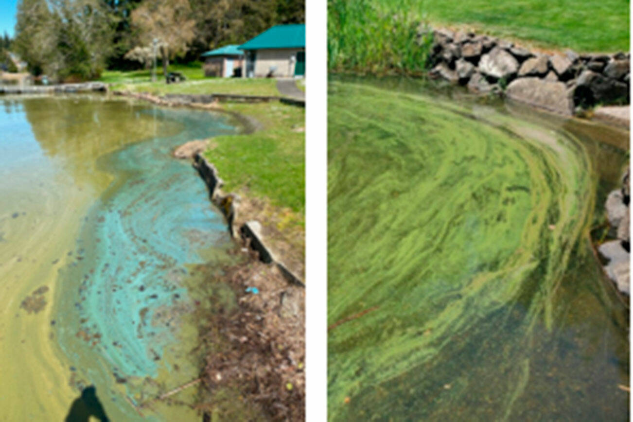 Recent blooms at local lakes.
