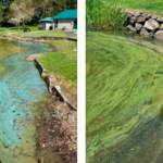 Recent blooms at local lakes.
