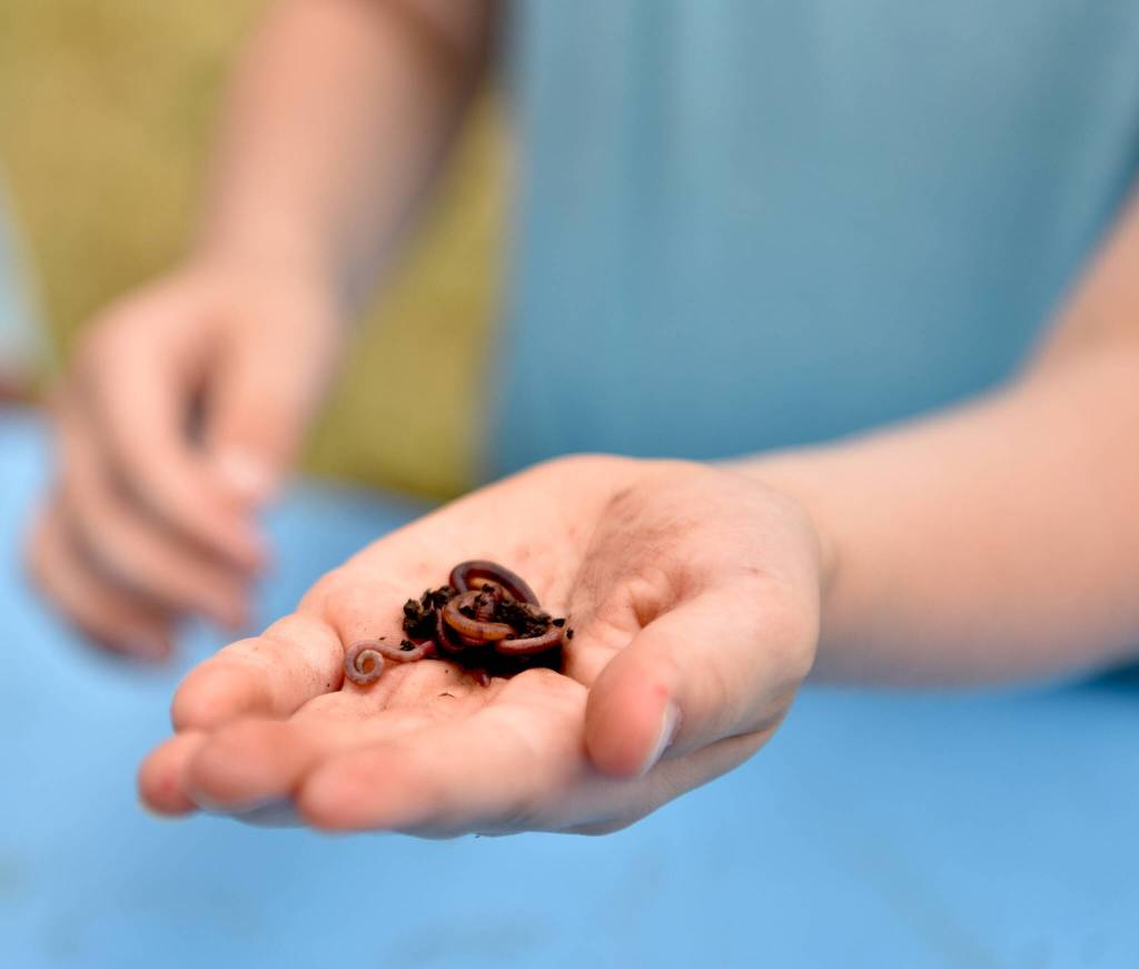 Worms were a hands on activity at the work-bin making station.