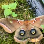 A polyphemus moth measuring about 6 inches across was detected in the meadow by Haley Wiggins.