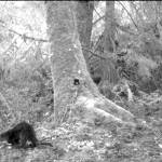 A river otters movement through Bloedel Reserve caught on camera.