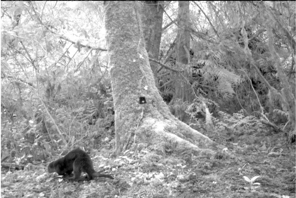A river otters movement through Bloedel Reserve caught on camera.