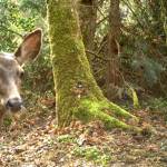 A deer takes a selfie while eating in front of a wildlife camera. Bloedel Reserve courtesy photos
