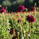 Colorful dahlias reach for the sky at Bainbridge Island Farms on Day Road.