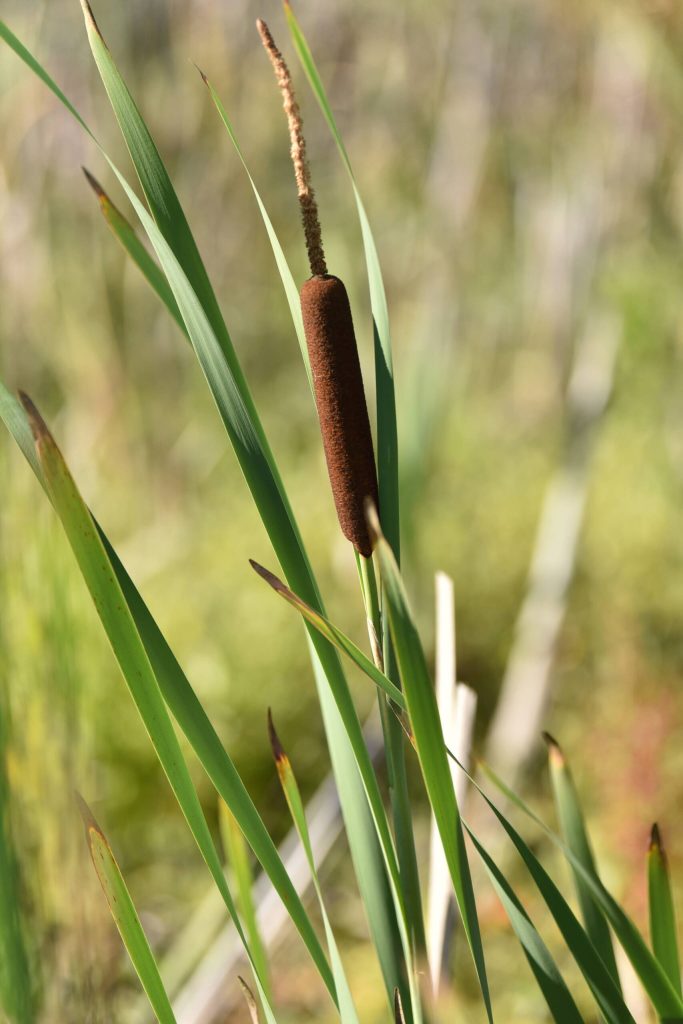Cattails.