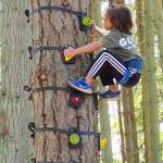 A youngster makes his way up the tree.