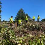 Bainbridge Island Metro Parks & Recreation District courtesy photos
Teens in the Student Conservation Corps cleared 175 yards of invasive species from nine island parks.