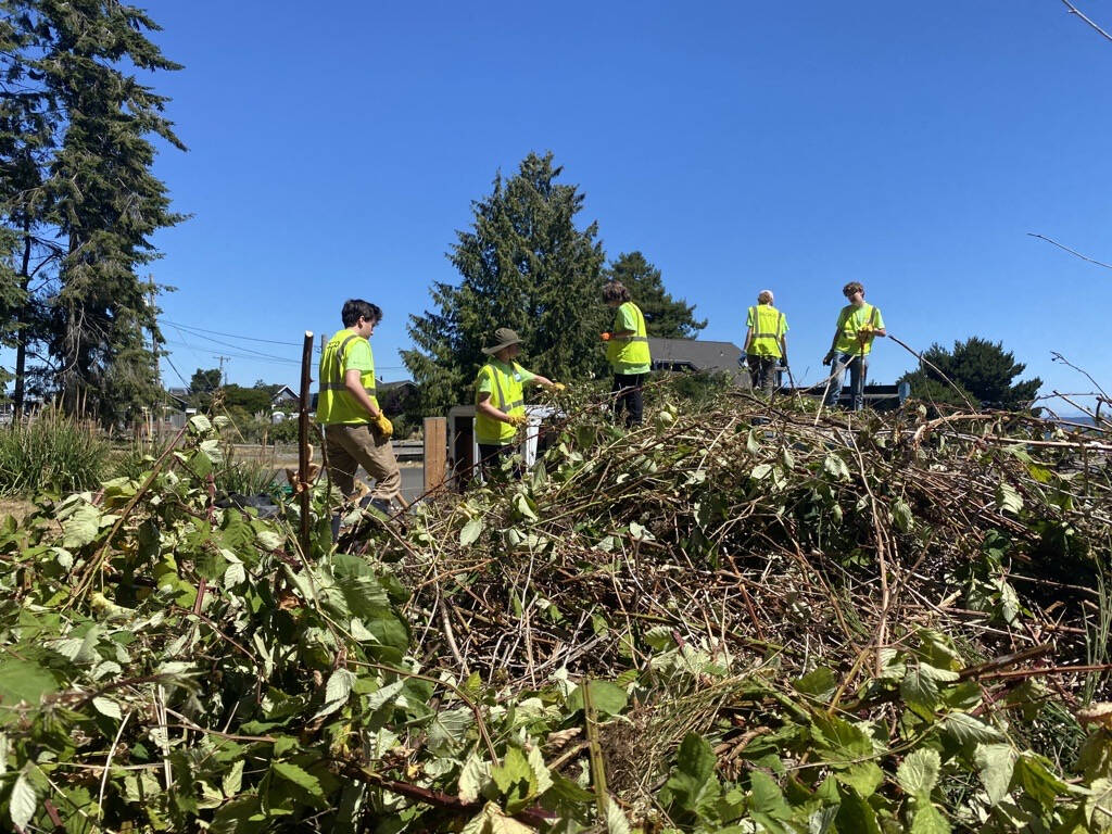 Bainbridge Island Metro Parks & Recreation District courtesy photos
Teens in the Student Conservation Corps cleared 175 yards of invasive species from nine island parks.