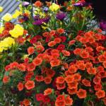 Bay Hay and Feed provides a variety of needs to Bainbridge residents.