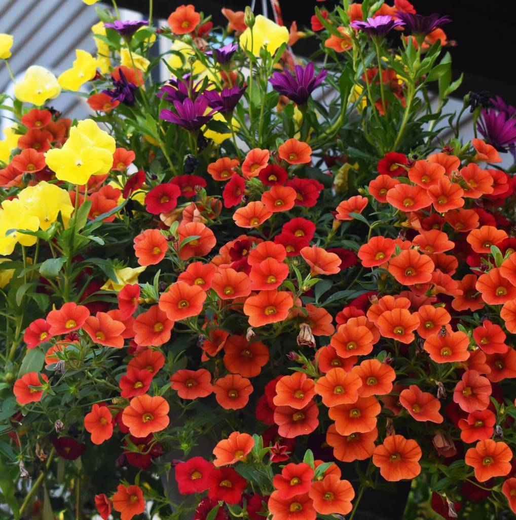 Bay Hay and Feed provides a variety of needs to Bainbridge residents.