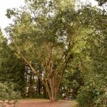 This oak tree was discovered in the preserve during removal of invasive walnut trees.