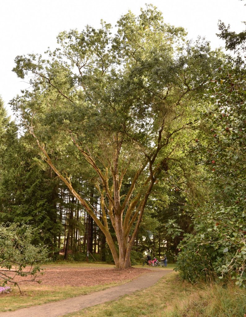 This oak tree was discovered in the preserve during removal of invasive walnut trees.