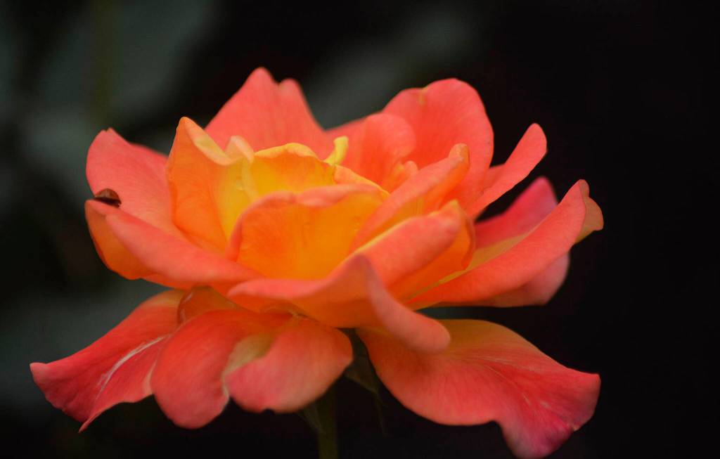 A ladybug lands on a flower at the free Rose Garden at the south end of Okanagan Lake.