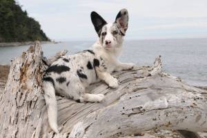 For the next month we'll be living among the Great Autumn Shed, where dogs come in from outside and shake out a fog of fur, or the cat scratches an itch and leaves a cat-shaped hair pattern on her favorite chair. Photo courtesy Paws and Fins Pet Shop