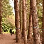 Trees marked with blue paint are designated for removal as part of forest thinning planned at Morani Preserve in Winslow.