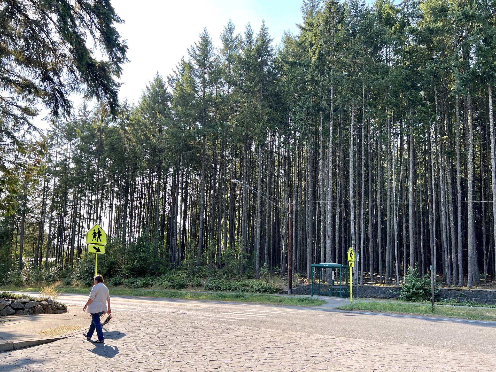 Nancy Treder/Kitsap News Group Photos
A count of trees conducted Aug. 19 in the densely populated stand of trees on NE New Brooklyn Road and Northtown Drive found more than 400 trees in a 272-foot by 123-foot area in front of the bus stop, ranging in diameter of 3 inches to 12 inches with dozens more fallen trees on the ground.