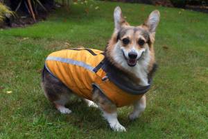 Theres all sorts of reflective and light-up wear for us humans, but did you know theres also a lot designed specifically for dogs? Photo courtesy Paws and Fins Pet Shop