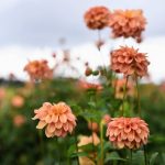Dahlias in the U-Pick field.
