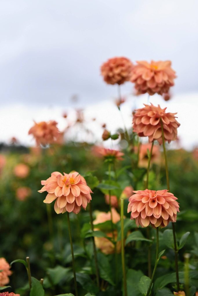 Dahlias in the U-Pick field.