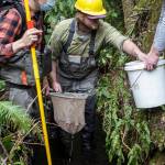 Scientists from Wild Fish Conservancy safely reroute native fish upstream before removal of the culvert barrier.