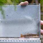Cutthroat trout, along with other native fish species, are collected and relocated during the restoration process at Springbrook Creek.
