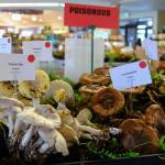 There was even a display of poisonous mushrooms people shouldnt eat.