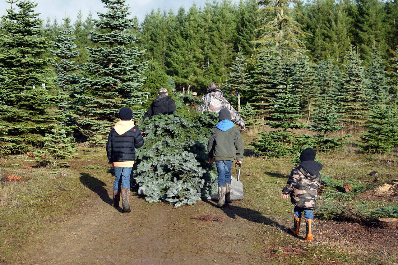 Foresters Bobs has a wide selection of Christmas trees and is known for having repeat customers year after year.