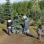 Foresters Bobs has a wide selection of Christmas trees and is known for having repeat customers year after year.