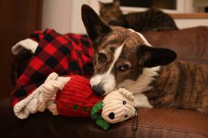 With toys, its important to understand what sort of play personality the dog has. Are they a soft-mouthed, gentle soul who carefully carries around their stuffed toy for years and years, or a whirling dervish who delights in gleefully tearing apart every fluffy bit they can?