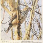 Taylor took this photo of a peregrine falcon that appeared in the paper.