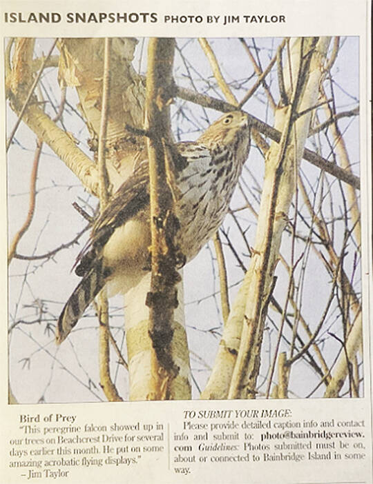 Taylor took this photo of a peregrine falcon that appeared in the paper.